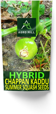 AGRO MILL HYBRID F1 PREMIUM QUALITY CHAPPAN KADDU/SUMMER SQUASH FOR HOME KITCHEN GARDEN Seed(20 per packet)