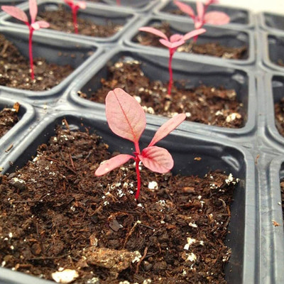 Qualtivate XL-603 Amaranthus Red/Cholai Red Saag Seed(500 per packet)