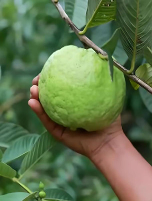 ibains Big guava seeds Seed(60 per packet)