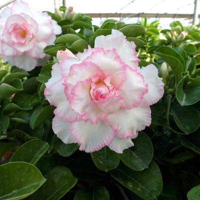CRGO ADENIUM Seed(70 per packet)