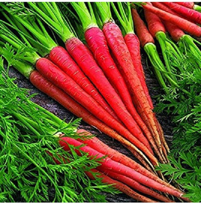 Quentova Carrot 'Atomic Red'-8X-XLR Seed(200 per packet)
