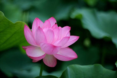 KCZ lotus,kamal gatta Seed(15 per packet)