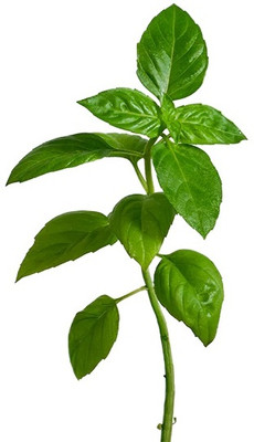 Qualtivate ATS-40 Basil Lime Garden Herb Seed(1000 per packet)