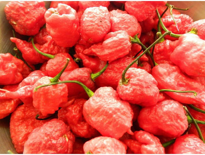 KNESSiN High Germination 7 Pot Primo Red Chilli Seeds For Planting-(1200 Seeds) Seed(1200 per packet)