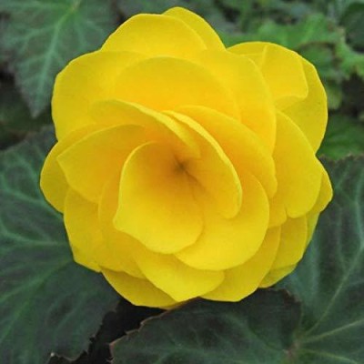 VibeX LX-47 - Begonia Unique Variety Of Flowers - (270 Seeds) Seed(270 per packet)