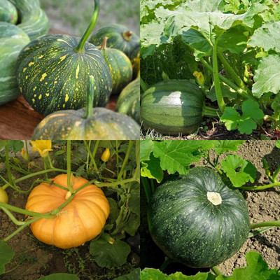ibains White kaddu seeds hybrid biij 7 Seed(7 per packet)