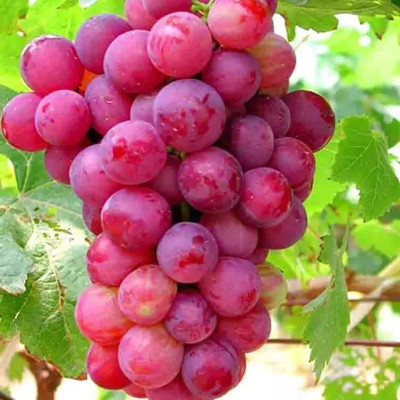 Quentova Red Globe, Flame Grapes-VDI-4F Seed(100 per packet)
