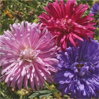 WILLVINE ™ Crego Mix China Aster (Callistephus chinensis)-2000 SEEDS Seed(2000 per packet)