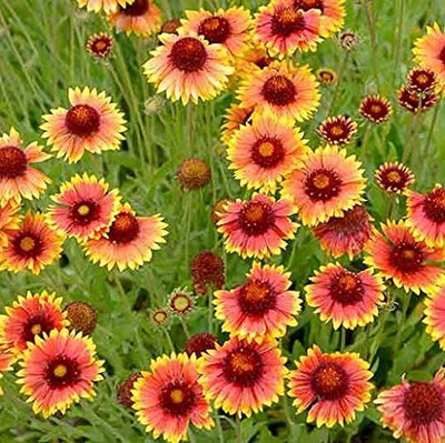 Qualtivate NDIR-109 Gaillardia Blanket Flower Seeds Seed(50 per packet)