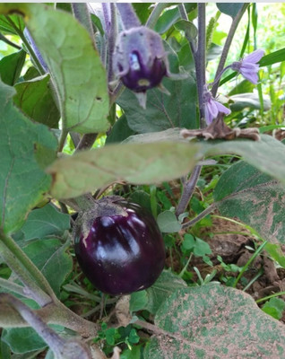 UGRA Eggplant - Guryn Black Beauty Seed(500 per packet)
