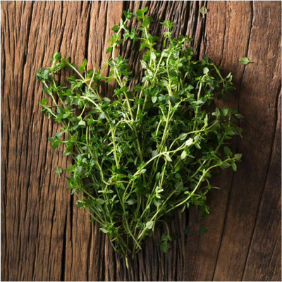 CYBEXIS LX-47 - Certified Summer Thyme - (150 Seeds) Seed(150 per packet)