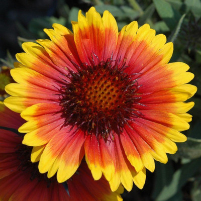 Avysa Arizona Sun Gaillardia Plant Seed(80 per packet)