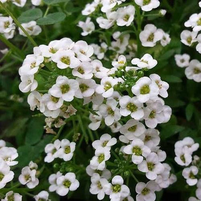 VINGTON Alyssum Carpet of Snow Seed(80 per packet)