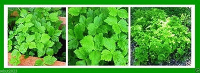 CYBEXIS ATS-67 - Mitsuba Japanese parsley - (2250 Seeds) Seed(2250 per packet)