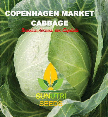WILLVINE SYN -X Cabbage Seeds, Copenhagen Market [1g] Seed(300 per packet)