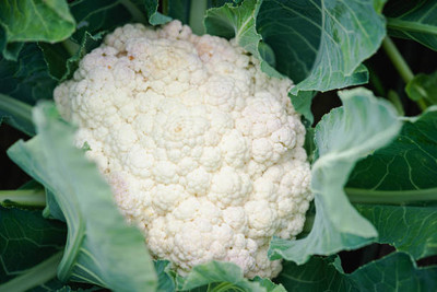Eurotech white cauliflower,gobhee seeds Seed(15 per packet)