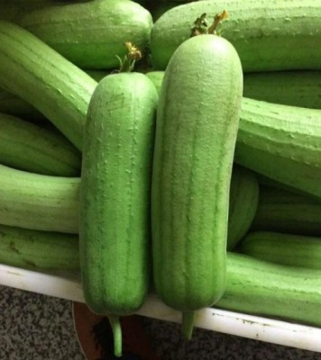 Quentova Short Smooth Luffa Seeds/sponge gourd-DLX-4L Seed(75 per packet)