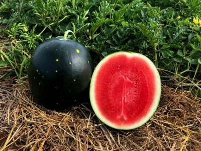 Quentova Watermelon Century Star-VXI-5A Seed(150 per packet)