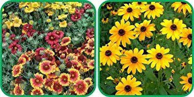 MAA Miniature Flower Seed(25 per packet)