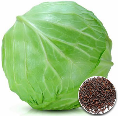 Greenfall Compact Cabbage Seed(50 per packet)