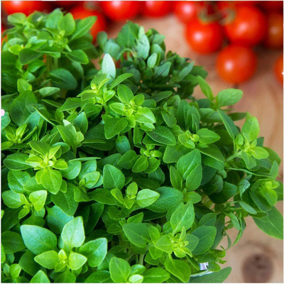 CYBEXIS PAU-28 - True Greek Oregano - (1350 Seeds) Seed(1350 per packet)