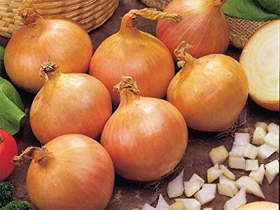 KNESSiN Open-Pollinated Giant Chalcedony Onion Seeds For Planting-(2400 Seeds) Seed(2400 per packet)
