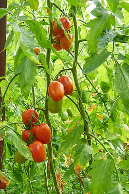 Arshiayat tomato Seed(30 per packet)