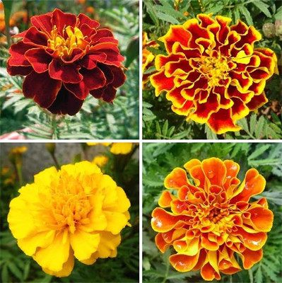 CYBEXIS LXI-5 - Marigold Mixed Color - (250 Seeds) Seed(250 per packet)