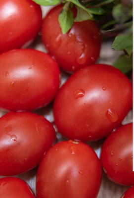Quentova Amish Paste Tomato 5gm Seeds Seed(2000 per packet)