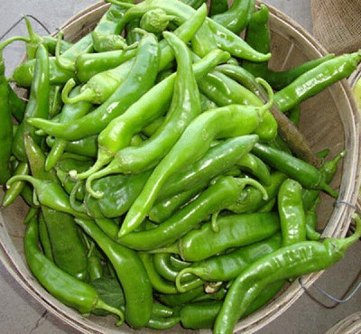 KNESSiN Easy to Grow Green XHot Barkers Pepper Seeds For Gardening-(300 Seeds) Seed(300 per packet)