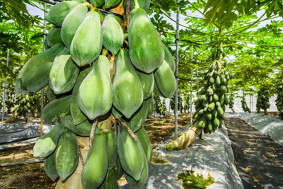 SBGARDEN Orginal Red Lady Papaya Seed(840 per packet)