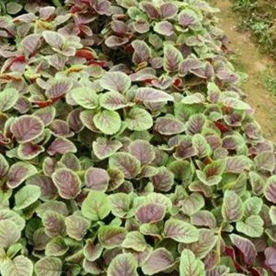 CYBEXIS Organic Red Amaranthus Seeds1400 Seeds Seed(1400 per packet)