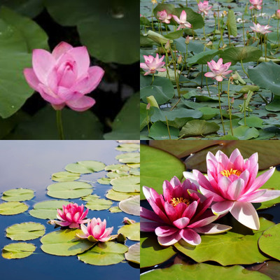ibains Bowl lotus seed biij 11 Seed(11 per packet)