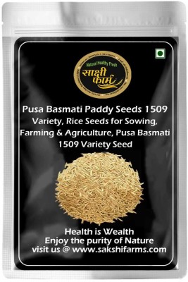 Sakshi Farms Pusa Basmati Paddy 1509, Rice Seeds for Sowing, Farming & Agriculture, 1 KG Seed(1 kg)