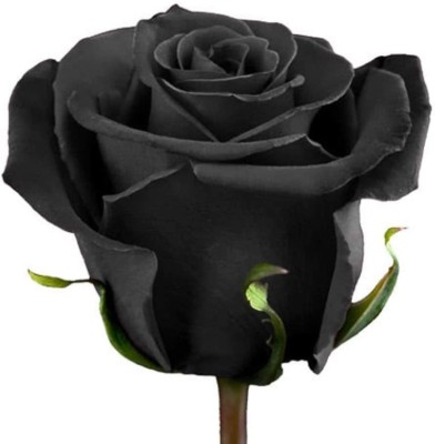 CYBEXIS XLL-35 - Rare Black Rose - (100 Seeds) Seed(100 per packet)