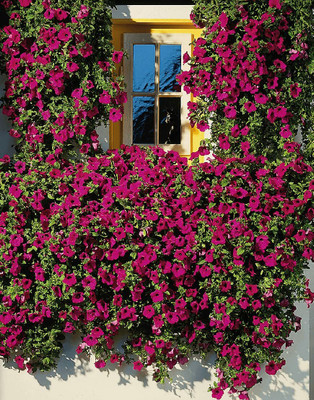 Aywal Petunia Grandiflora Mix Flower Seed(60 per packet)
