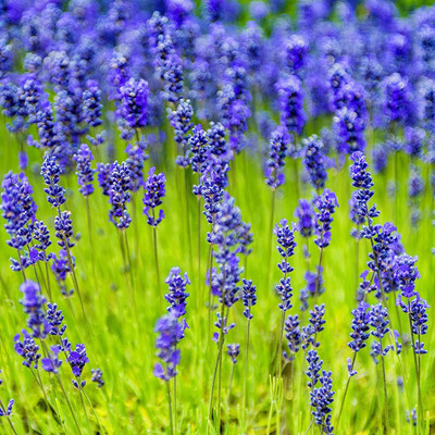 CYBEXIS GUA-66 - Lavender Munstead Plant - (2250 Seeds) Seed(2250 per packet)