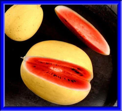 Qualtivate XXX-8A Golden Midget Watermelon ! Hard to find Seed(100 per packet)
