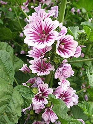 Lorvox Double hollyhock flower seeds all colour Seed(28 per packet)