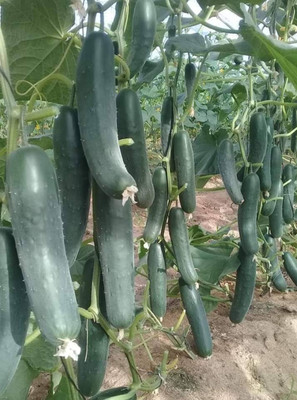 HYBRID Kgp cucumber seeds khera seeds highest yield Verity early fruiting Seed(10 g)