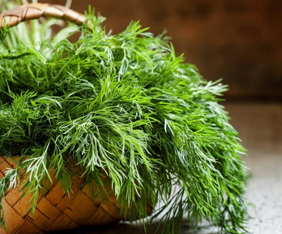 CEZIUS Dill Culinary Herb Soya Seeds Garden Fennel - Anet Dill Moravan Seed(250 per packet)