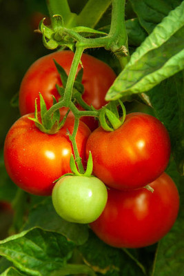 Oliver tomato Seed(85 per packet)