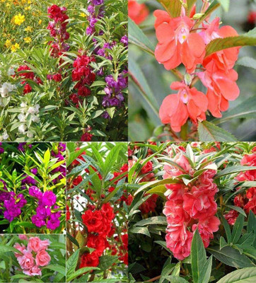 SEMINA VITA ™ dopati|balsam flower seeds Seed(46 per packet)