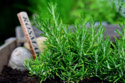 Quentova Rosemary Organic Herb Plant-PUA-22H Seed(50 per packet)