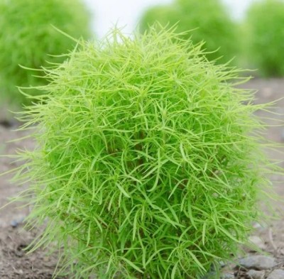 FELKON Kochia - Summer Cypress - Burning Bush Seed(100 per packet)