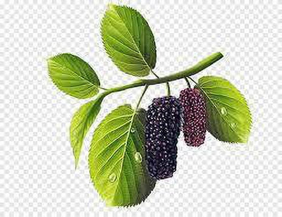 Oliver MULBERRY (shshatoot) fruit seeds Seed(137 per packet)