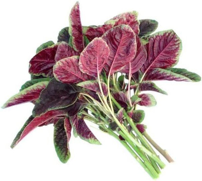VibeX XLR-23 - Tricolor Amaranthus - (750 Seeds) Seed(750 per packet)