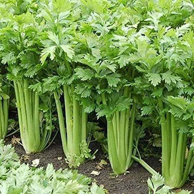 Qualtivate KGF -104 Tall Utah Celery Seeds Seed(500 per packet)