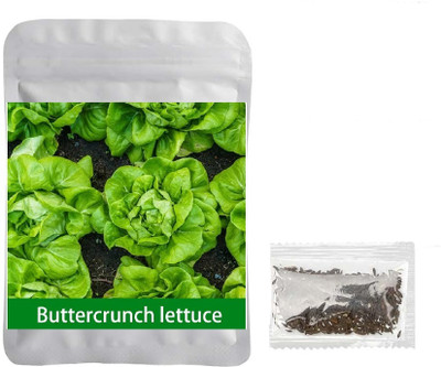 Quentova Buttercrunch Lettuce 1gm-LXI-6B Seed(800 per packet)