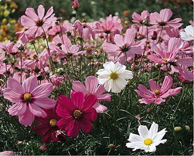 CYBEXIS VVI-72 - Cosmos Dwarf Sensation Mix - (30 Seeds) Seed(30 per packet)